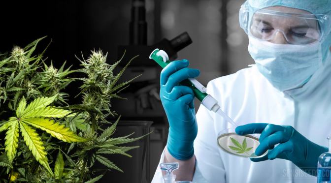 Treating stage 4 Cancer with Cannabis Oil in 2023